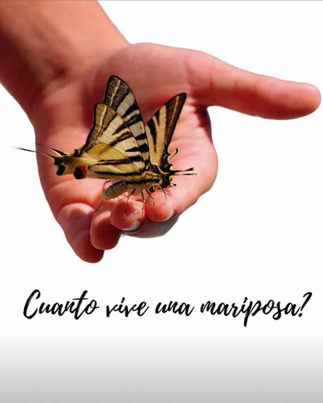 mariposas en la mano