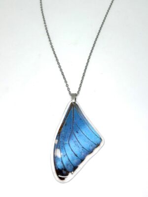 collar ala morpho y cadena
